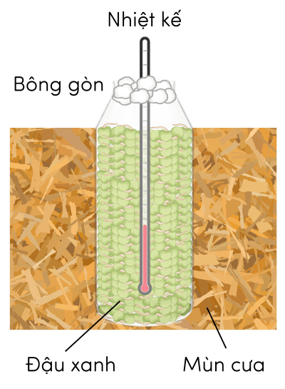 Sinh 11, thí nghiệm chứng minh quá trình hô hấp tỏa nhiệt