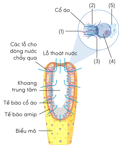 Sinh 11, tiêu hóa nội bào ở bọt biển