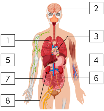 KHTN 6, các cơ quan trong cơ thể người