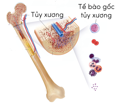 sinh học 12, tế bào gốc xương 