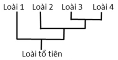 sinh học 12. sự phát sinh các loài