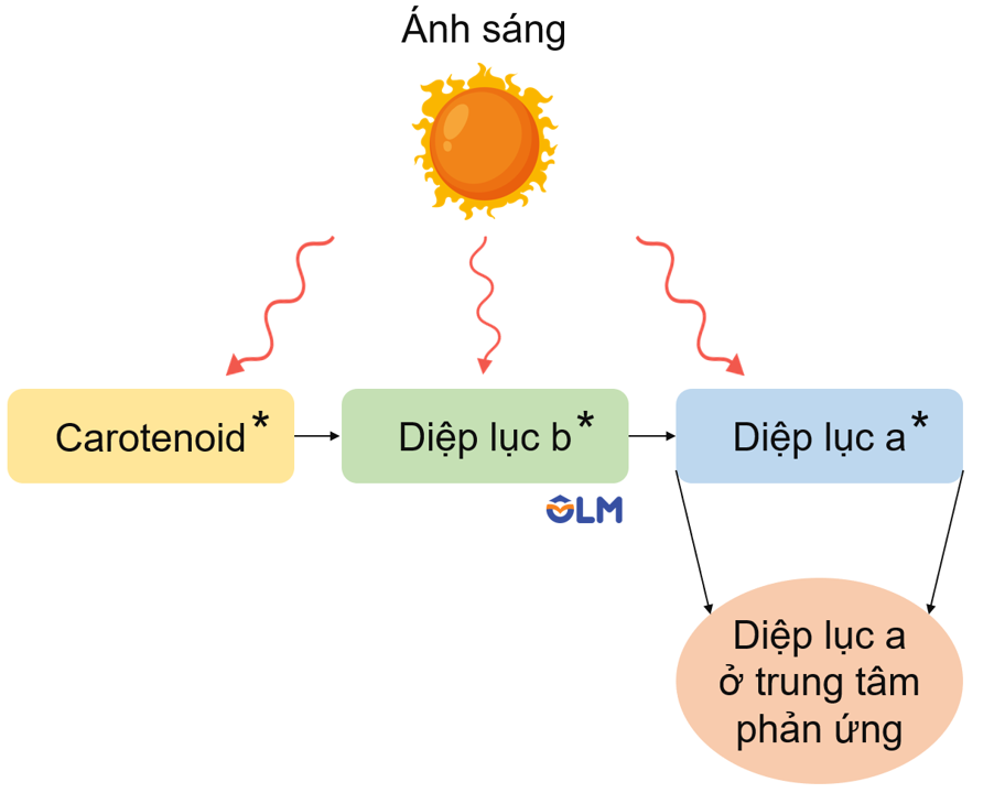 Sơ đồ hấp thụ và truyền năng lượng ánh sáng giữa các sắc tố quang hợp