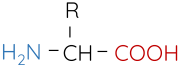 Hóa học 12, amine acid dạng phân tử trung hòa