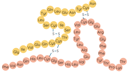 Hóa học 12, insulin 