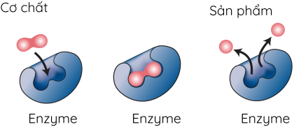 Hóa học 12, Cơ chế xúc tác enzyme