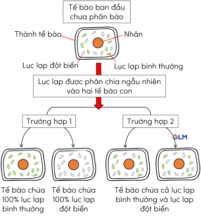 sinh học 12, cơ chế di truyền gene ngoài nhân