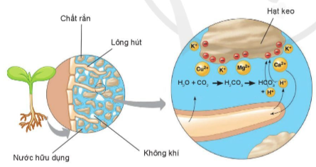 Công nghệ 10, cánh diều, olm