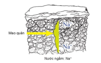 Công nghệ 10, Cánh diều, olm