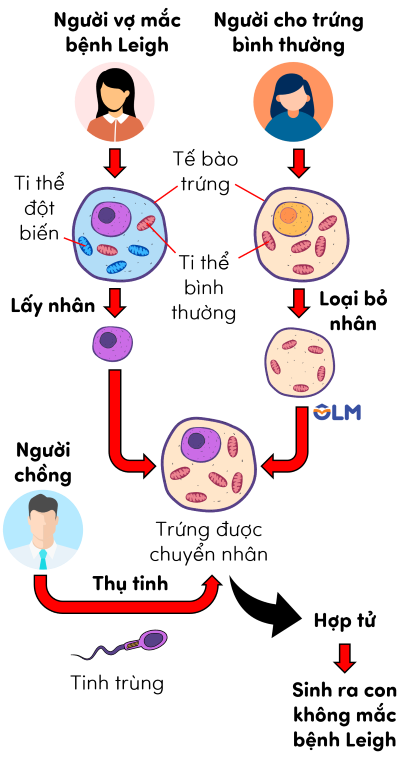 sinh học 12, kĩ thuật loại trừ gene gây bệnh trong ti thể đời con