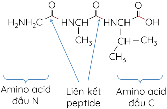 Hóa học 12, Peptide