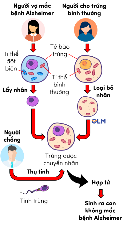 sinh học 12, kĩ thuật loại trừ gene gây bệnh trong ti thể đời con