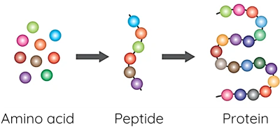 Hóa học 12, Protein