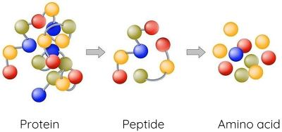 Hóa học 12, Thủy phân protein