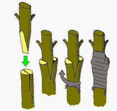 Công nghệ 10, kntt, olm