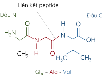 Hóa học 12, Tripeptide