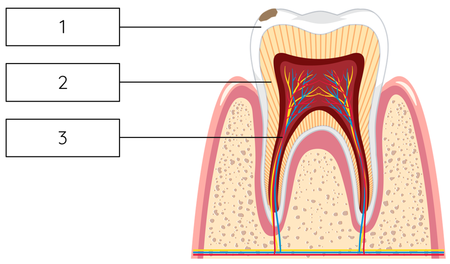 Cấu trúc của răng