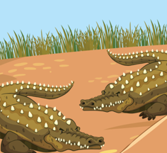 crocodiles olm