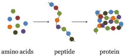 Hóa học 12, protein