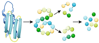 Hóa học 12, Thủy phân protein