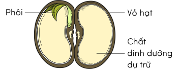 Khoa học 5, cấu tạo hạt đậu