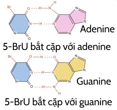 sinh học 12, chất 5BU