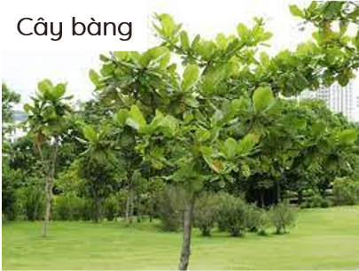 cây bàng olm