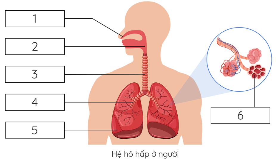 hệ hô hấp