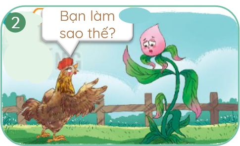 sự tích hoa mào gà 2 olm