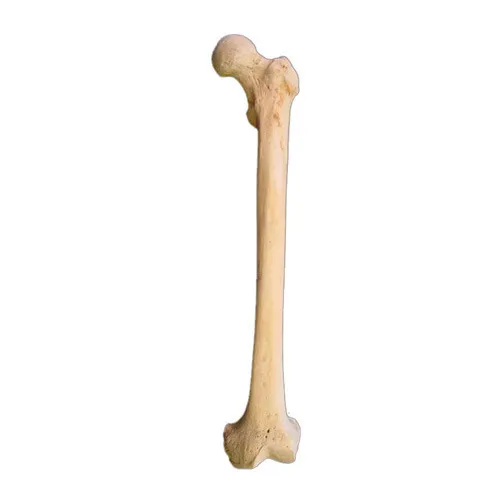 xương dài olm
