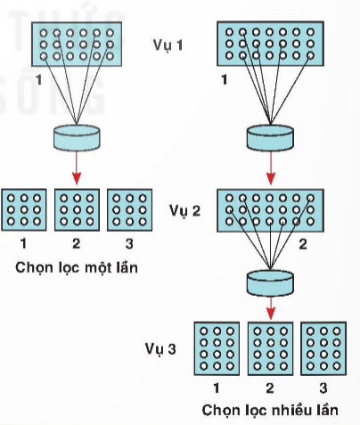 Công nghệ 10, kntt, olm