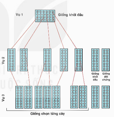 Công nghệ 10, kntt, olm