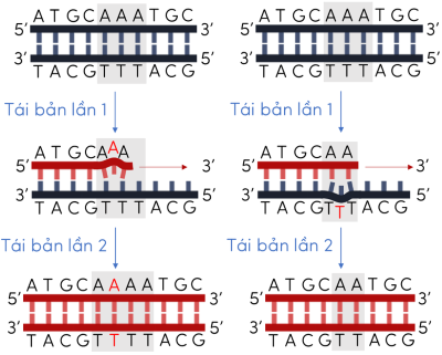 sinh học 12, đột biến gene