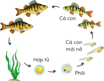 Khoa học 5, sinh sản của cá