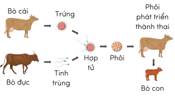 Khoa học 5, sinh sản của bò