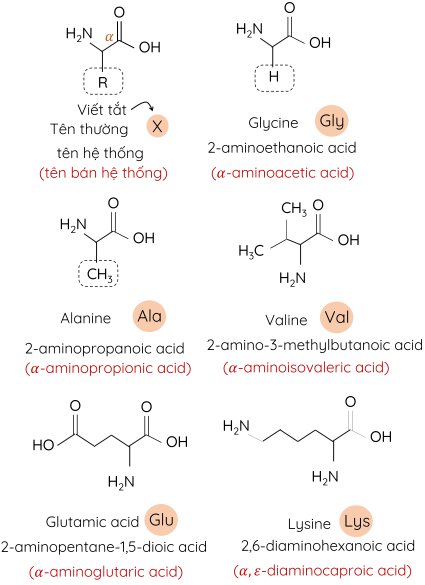 Hóa học 12, Một số amino acid thông dụng