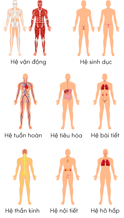 KHTN 8, một số hệ cơ quan trong cơ thể người