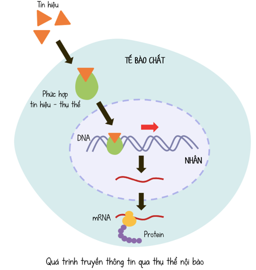 truyền tin tế bào