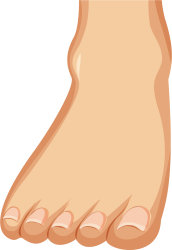 foot