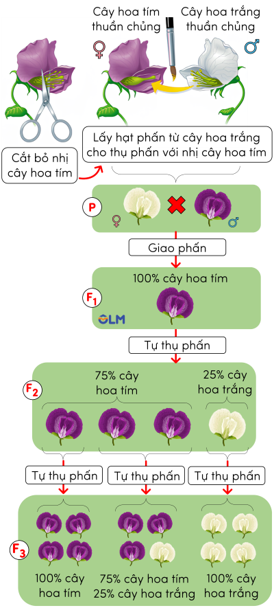 sinh học 12, thí nghiệm lai một tính trạng 