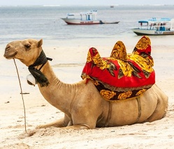 camel olm