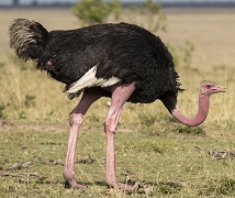 ostrich olm