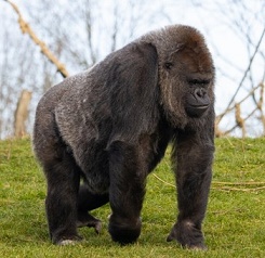gorilla olm