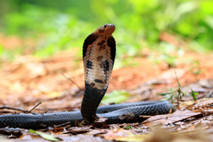 The king cobra olm