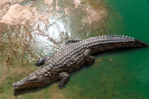 Nile crocodiles olm