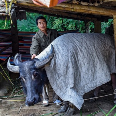 chống rét cho trâu