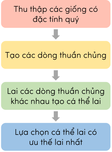 sinh học 12, các bước tạo giống bằng lai hữu tính