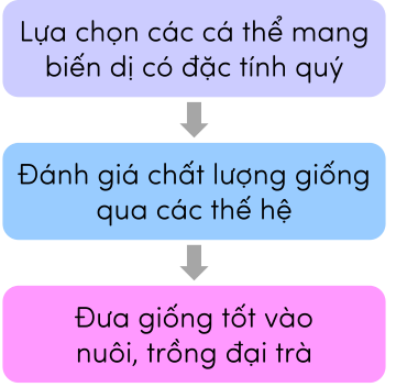 sinh học 12, các bước chọn giống