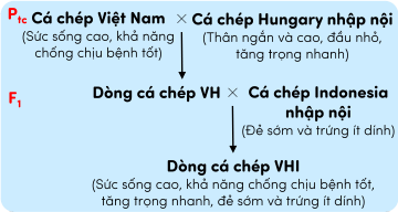 phép lai sinh học 12, giống trong nước và giống nhập nội