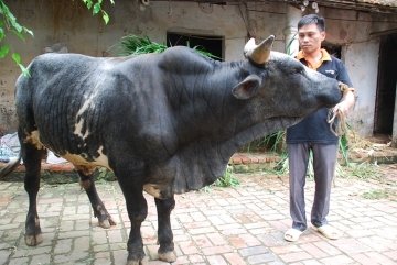 sinh học 12, bò lai F1 BBB