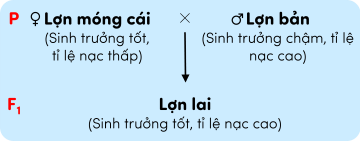 sinh học 12, phép lai giống lợn trong nước